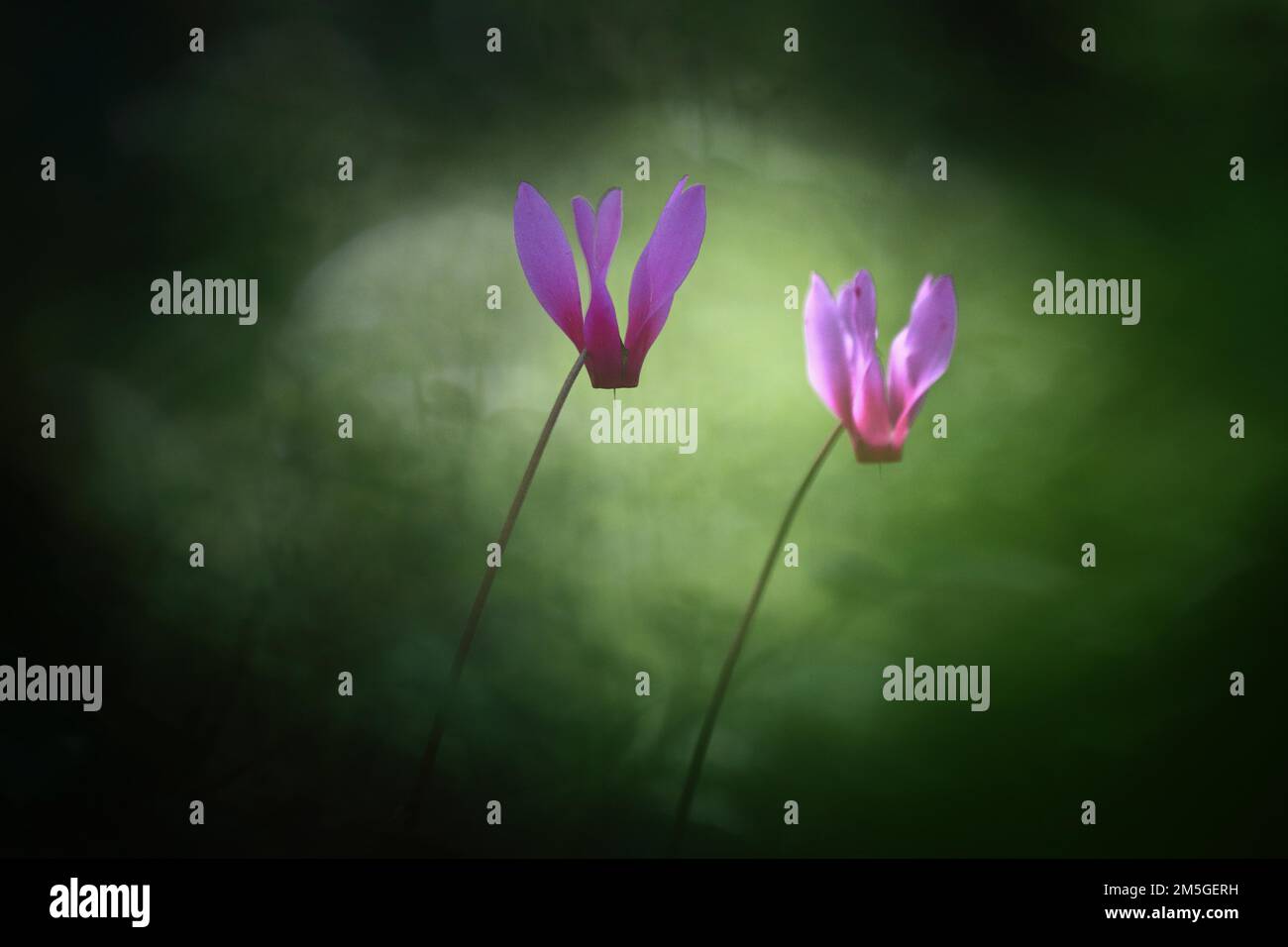 Two lilac blossoms of the spring sowbread (Cyclamen repandum) cyclamen ...