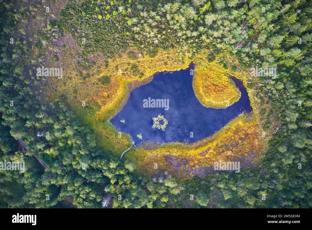 Small moorland lake with deep blue water and yellow shore vegetation photographed deep in the forest from above, drone photography, Chiemgau Stock Photo