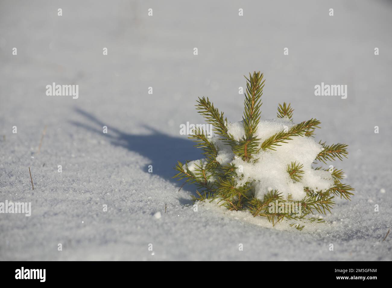 Small young plant with shade of a european spruce (Picea abies) covered with snow in winter in Schnaitheim, Heidenheim, Swabian Alb Stock Photo