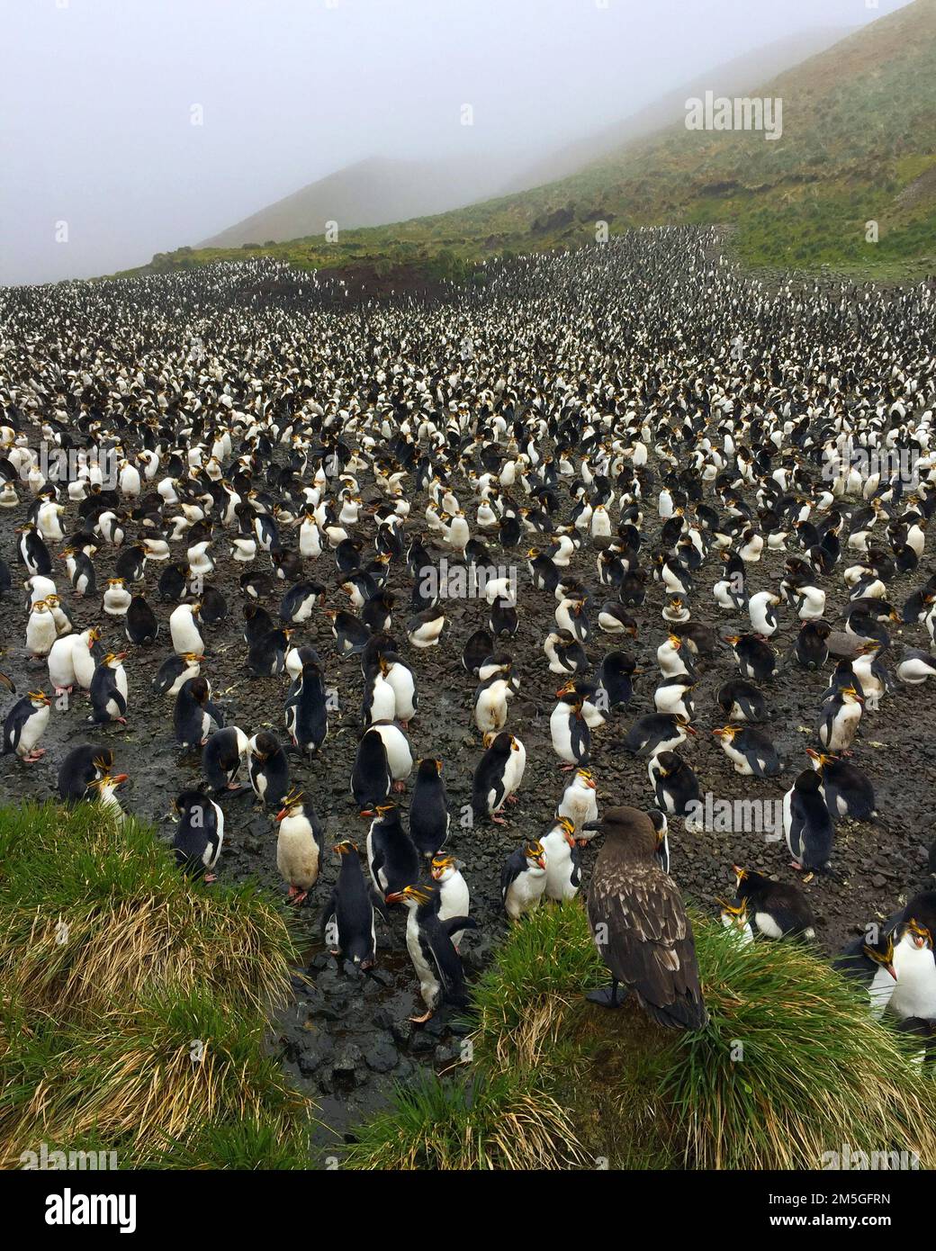 Subantarctic Skua waiting at colony of Royal Penguin (Eudyptes ...