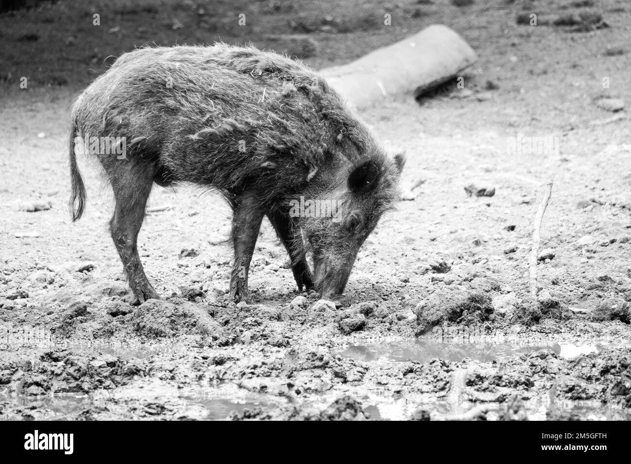 Young wild boar looking for food. Black and white image. Stock Photo