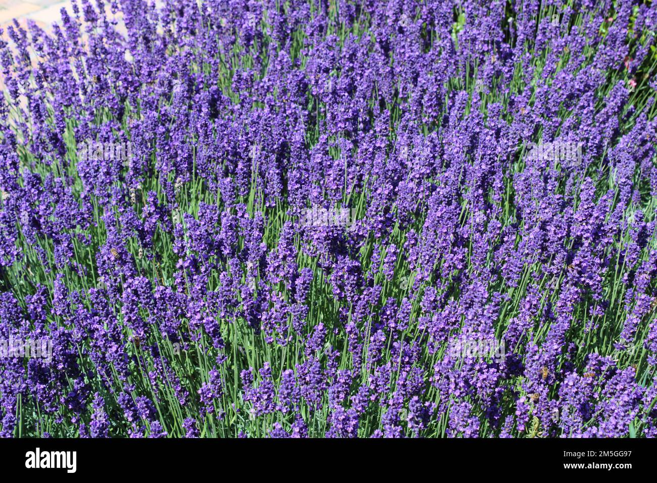 Lavender (Lavandula angustifolia 'Hidcote Blue') in garden. Stock Photo