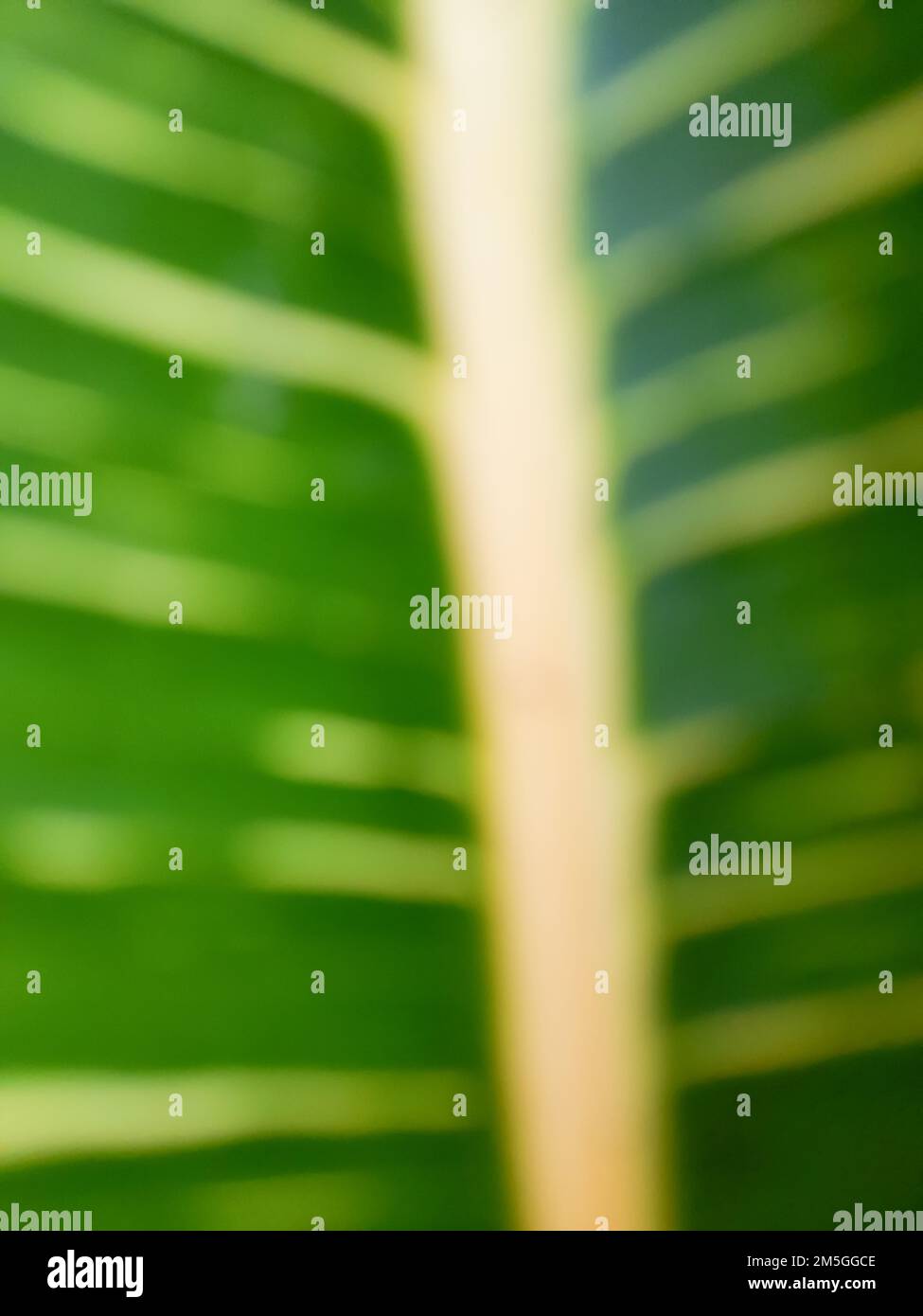 Close up. Blur photo or defocused abstract background of green leaves and yellow veins. Wallpaper or backgrounds. Summer Stock Photo