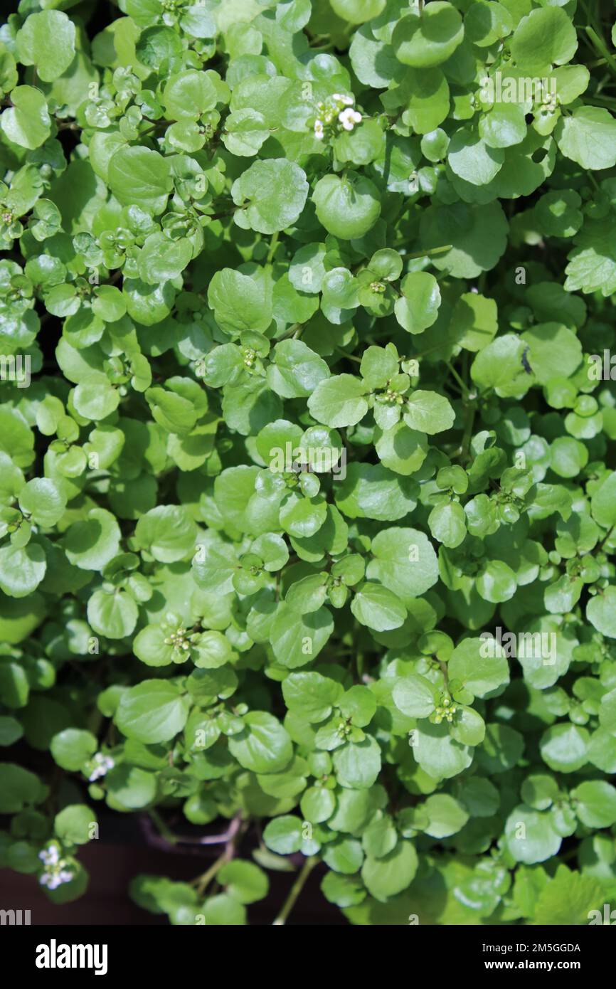 Watercress (Nasturtium officinale) Stock Photo