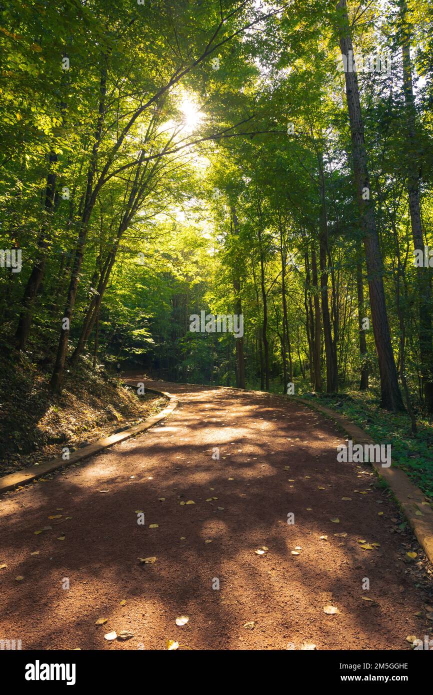 Trekking path in the forest vertical photo with sunlight. Jogging or