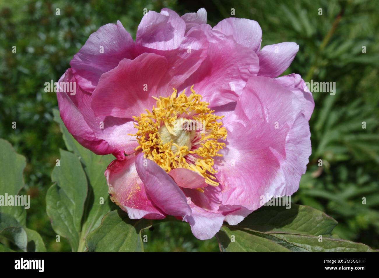 Flower of Peony (Paeonia officialis 'Mollis') Stock Photo