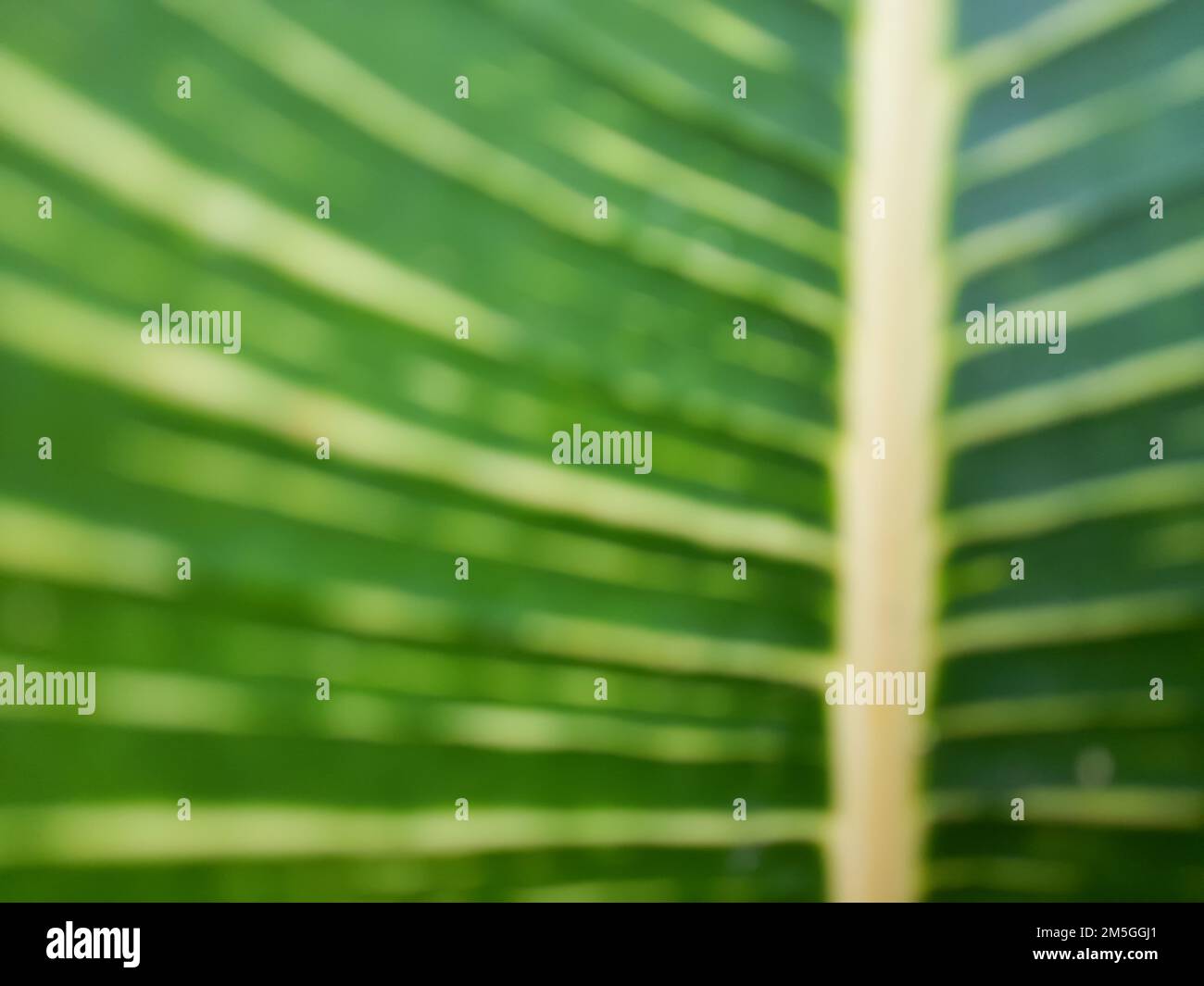 Close up. Blur photo or defocused abstract background of green leaves and yellow veins. Wallpaper or backgrounds. Summer Stock Photo