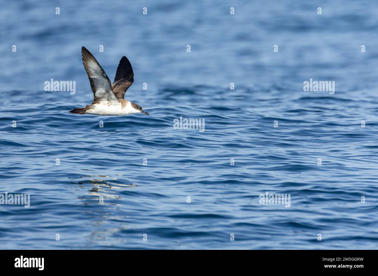Great Shearwater (Ardenna gravis) off the Isles of Scilly, Corwall