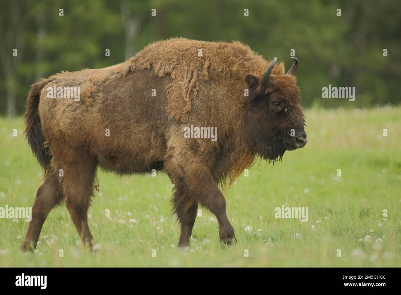 European bison (Bison bonasus), captive Stock Photo