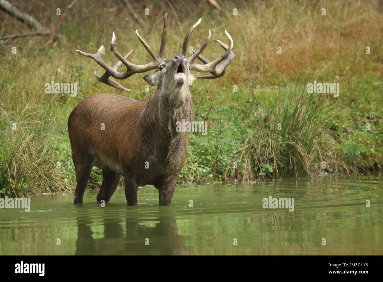 Rutting male hi-res stock photography and images - Alamy