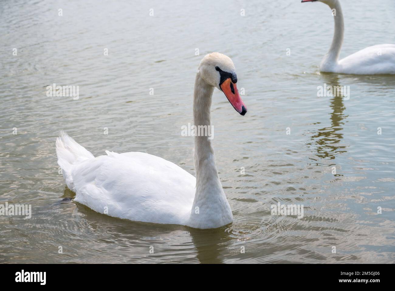 Graceful white Swan swimming in the lake, swans in the wild. Portrait of a white swan swimming