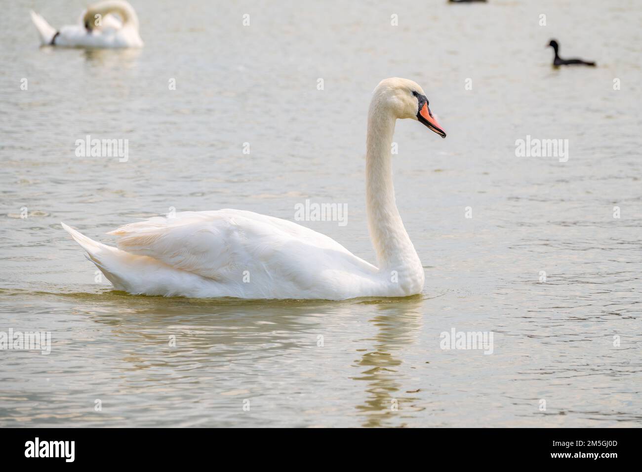 Graceful white Swan swimming in the lake, swans in the wild. Portrait
