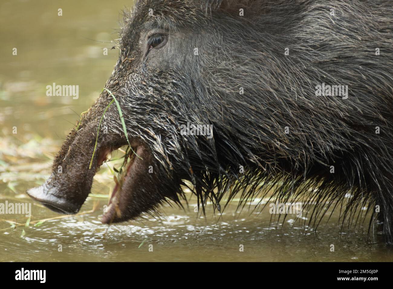 https://c8.alamy.com/comp/2M5GJ0P/head-of-wild-boar-sus-scrofa-feeding-in-water-mouth-open-captive-2M5GJ0P.jpg