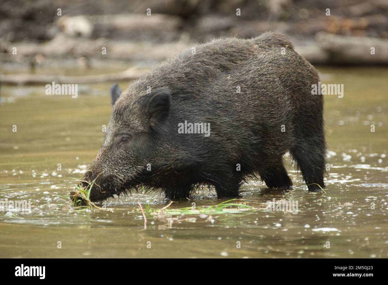Wild boar sus scrofa covered with mud hi-res stock photography and ...