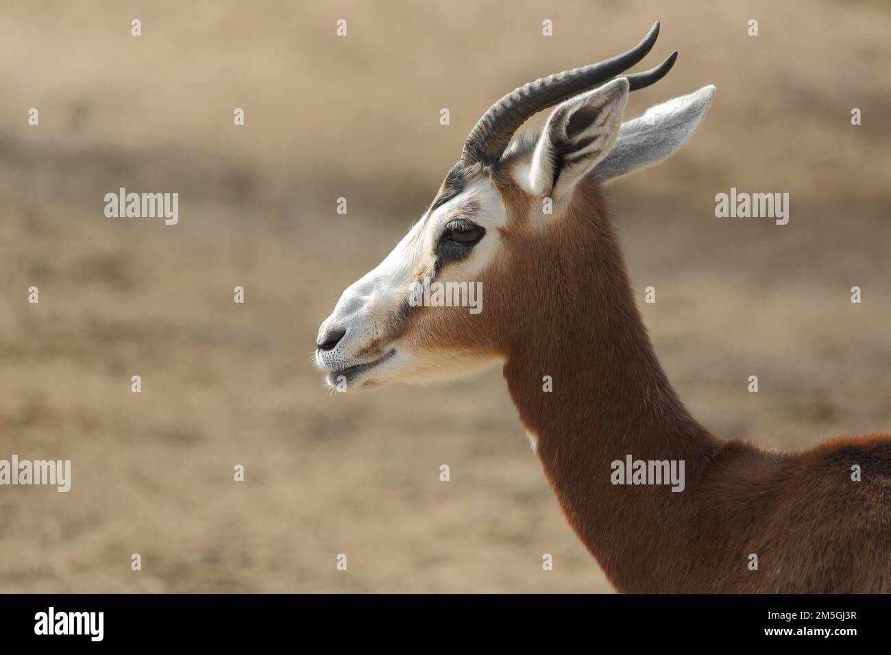 Portrait of Mhorr Gazelle (Nanger dama mhorr), gazelle, horn bearer, biungulate, ruminant, captive Stock Photo