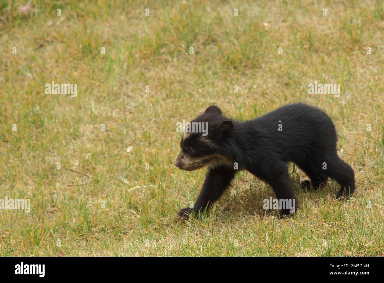 Young spectacled bear (Tremarctos ornatus), young, bears, bear, captive Stock Photo