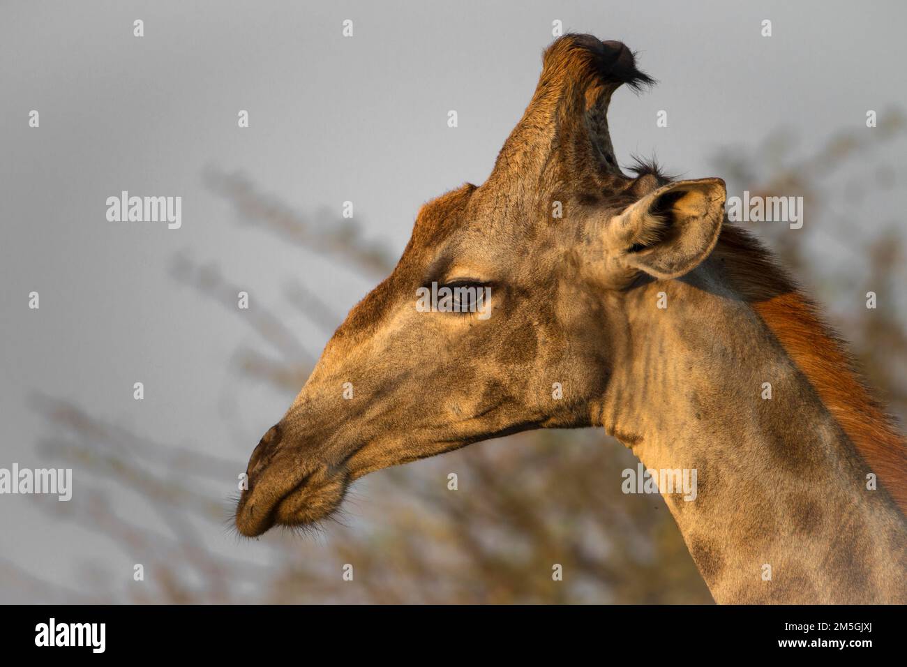 Close-up of the side of the face of a male giraffe, South african giraffe (Girrafa girrafa girrafa), Botswana Stock Photo