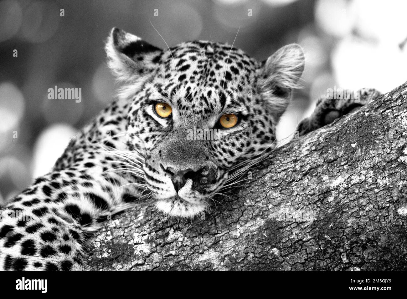 Black leopard tree hi-res stock photography and images - Alamy