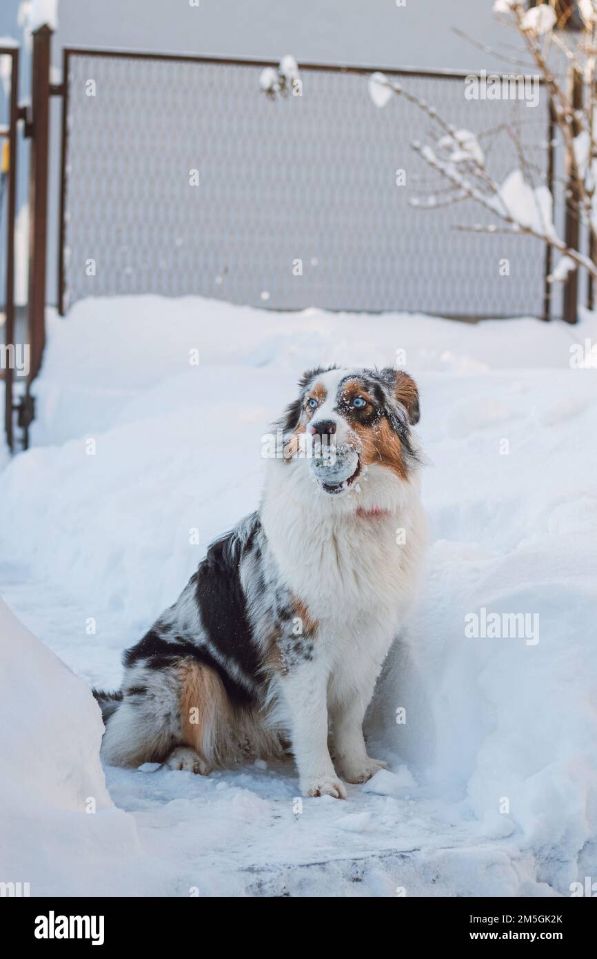 Colourful Australian Shepherd enjoys his first winter. Close-up of a young naughty dog playing with a tennis ball in the snow. A mischievous expressio Stock Photo