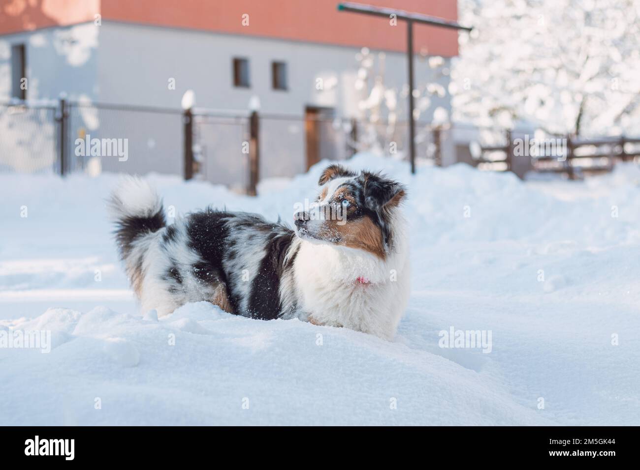 Colourful female of Australian Shepherd breeds enjoys her first winter fun. The mischievous dragoness is playing in the snow and watching with her nau Stock Photo