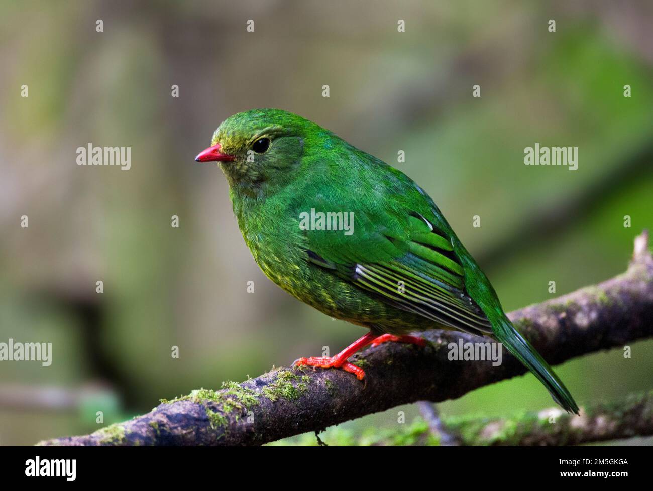 Female Green-and-black Fruiteater, Pipreola riefferii Stock Photo