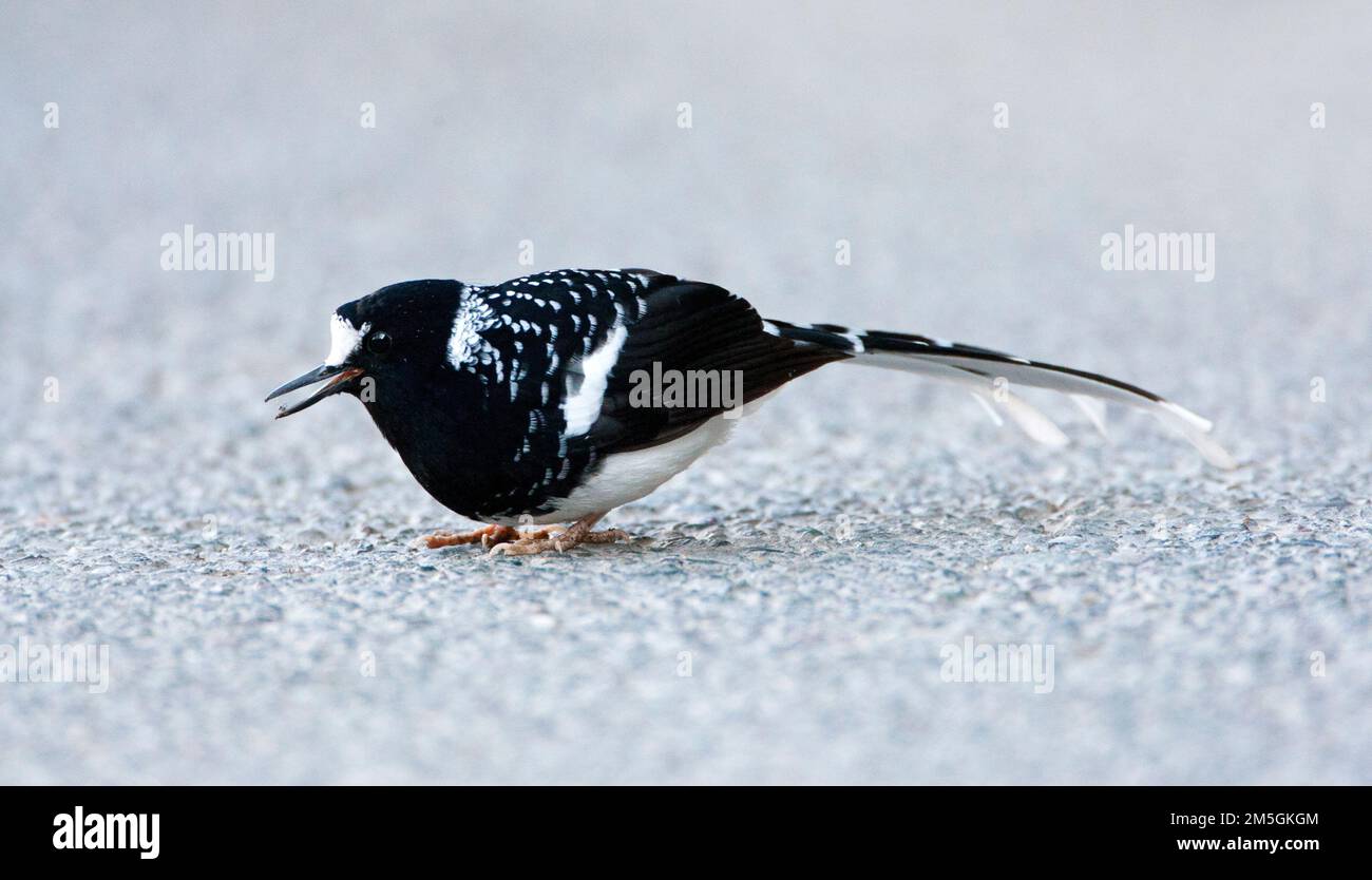Gevlekte Vorkstaart, Spotted Forktail, Enicurus maculatus Stock Photo