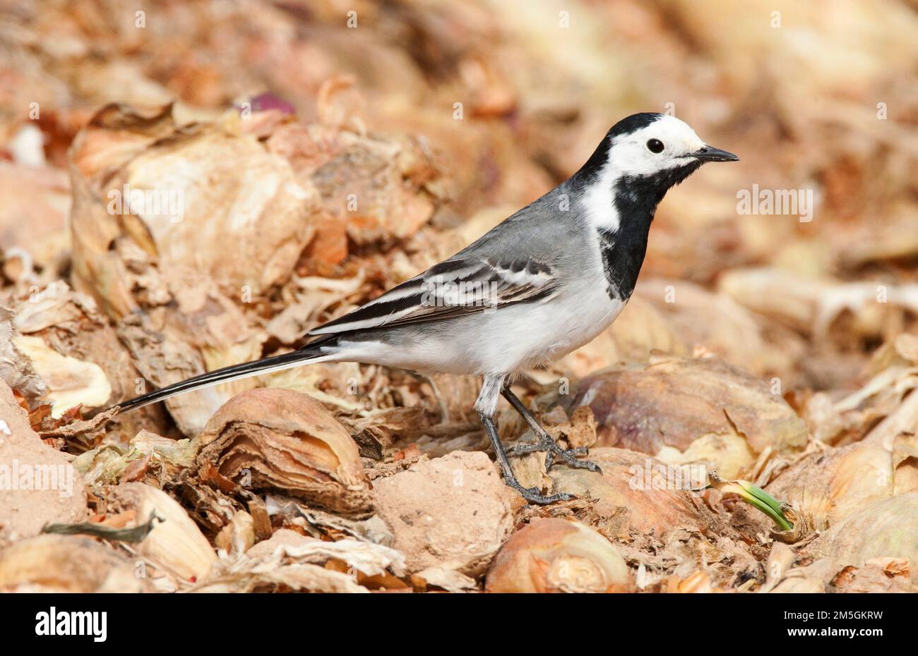 Witte kwikstaart, White Wagtail, Stock Photo