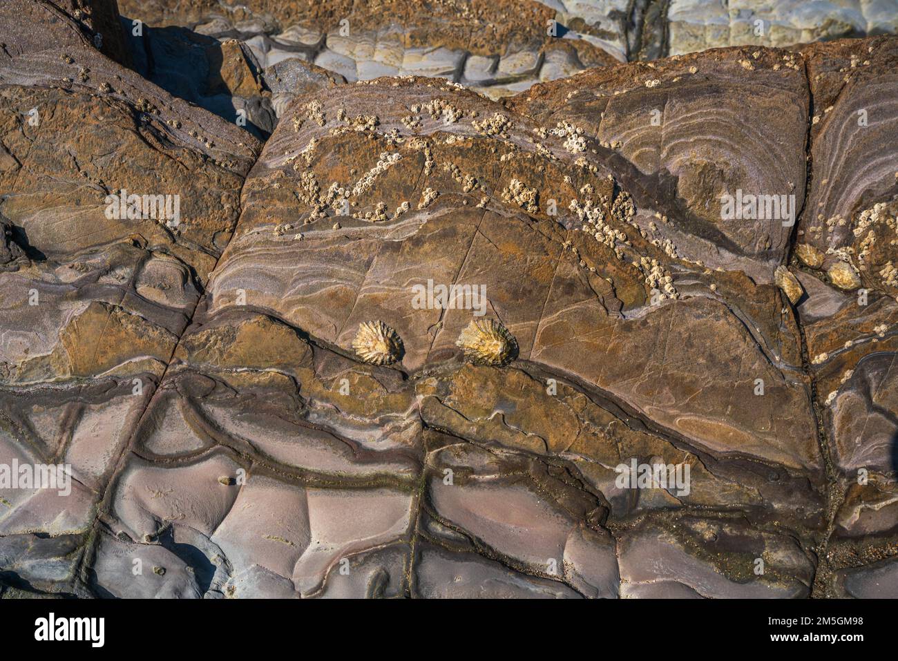 Close up view of Flysch geological coastline, rocks of Flysch ...