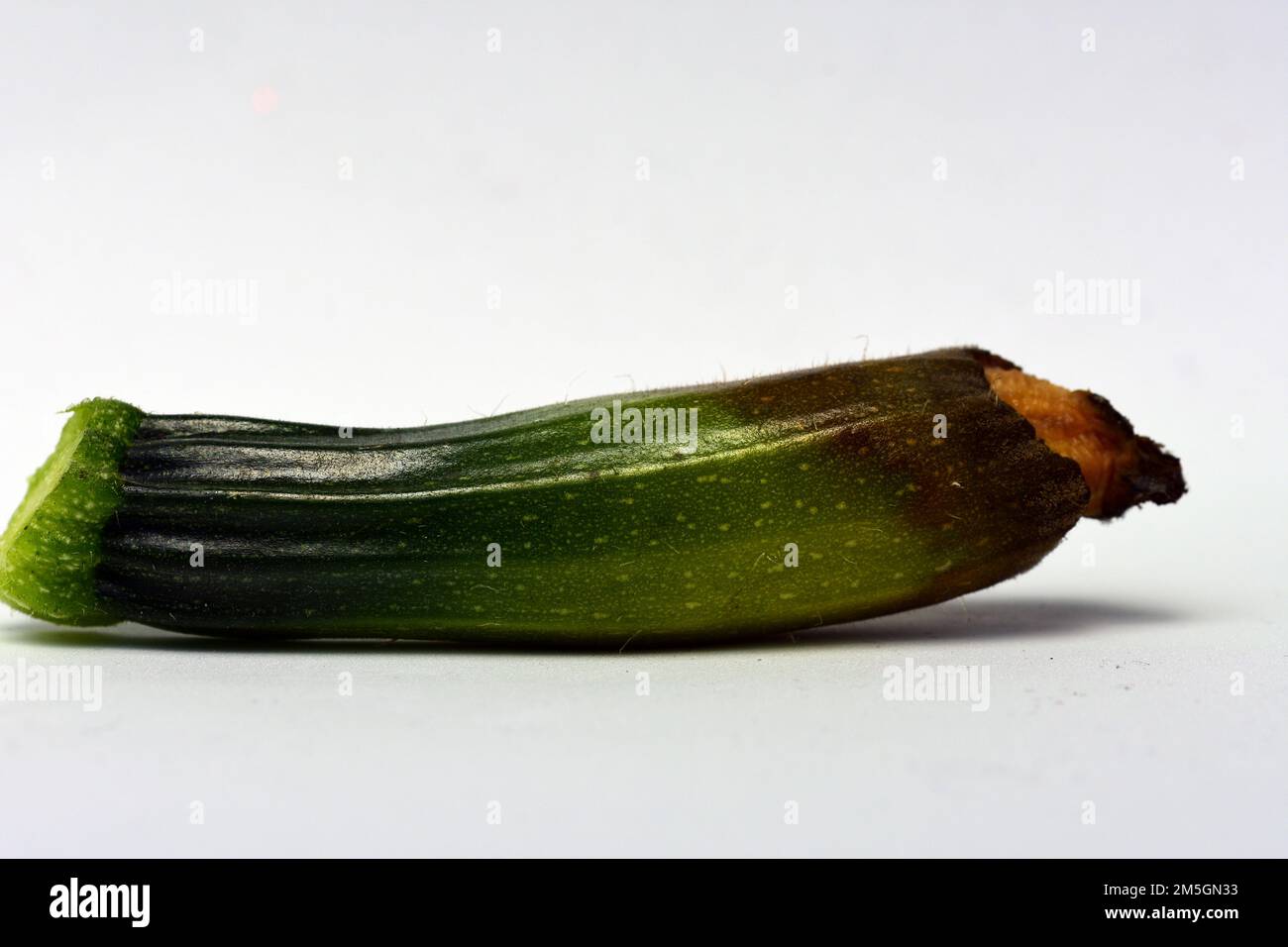 Courgette severely affected by Courgette blossom end rot Stock Photo