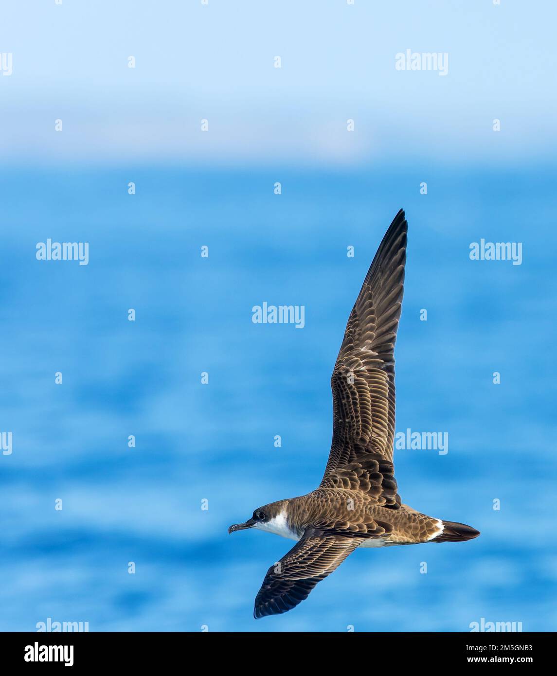 Great Shearwater (Ardenna gravis) off the Isles of Scilly, Corwall