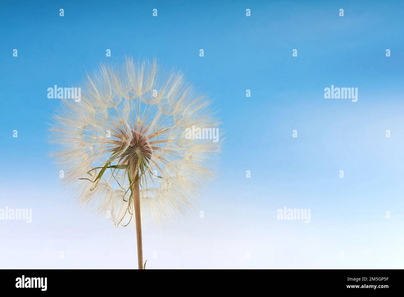 Dandelion against blue sky Stock Photo