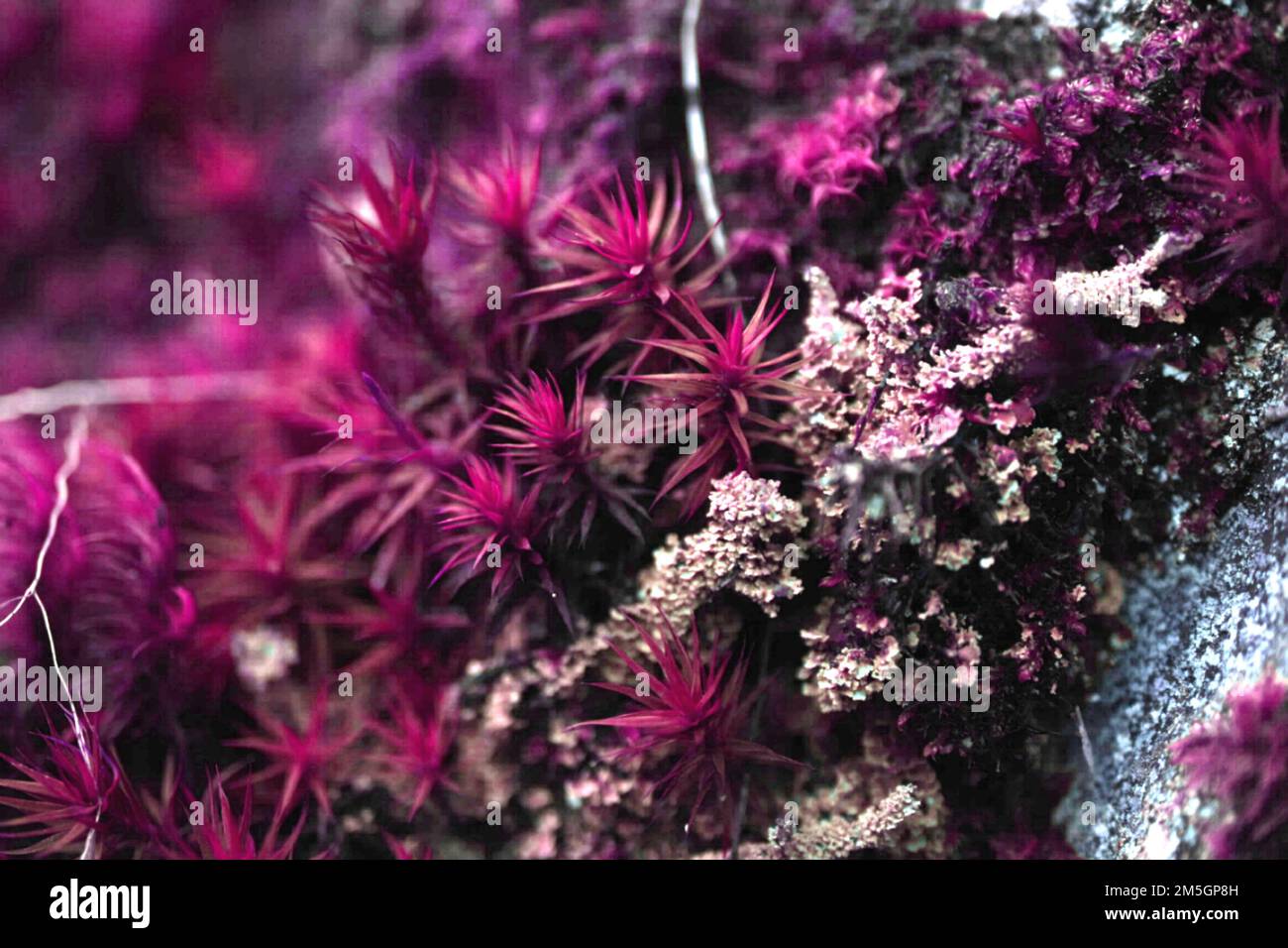 The purple limnophila aromatica underwater plant on the blurred background Stock Photo