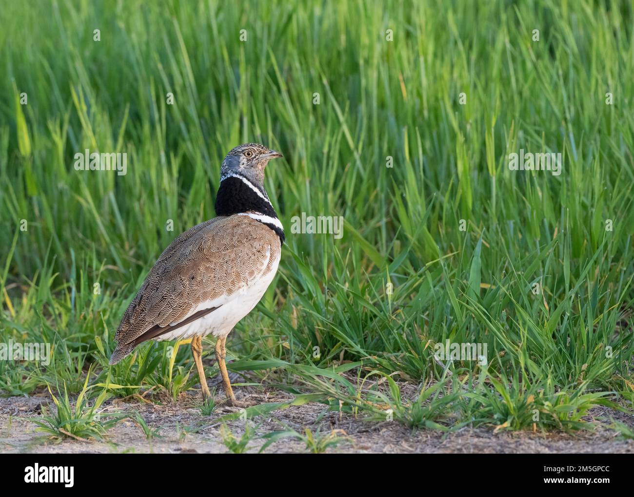 Male Little Bustard (Tetrax tetrax) at a lek in Catalonia, Spain. Looking over it’s shoulder. Stock Photo