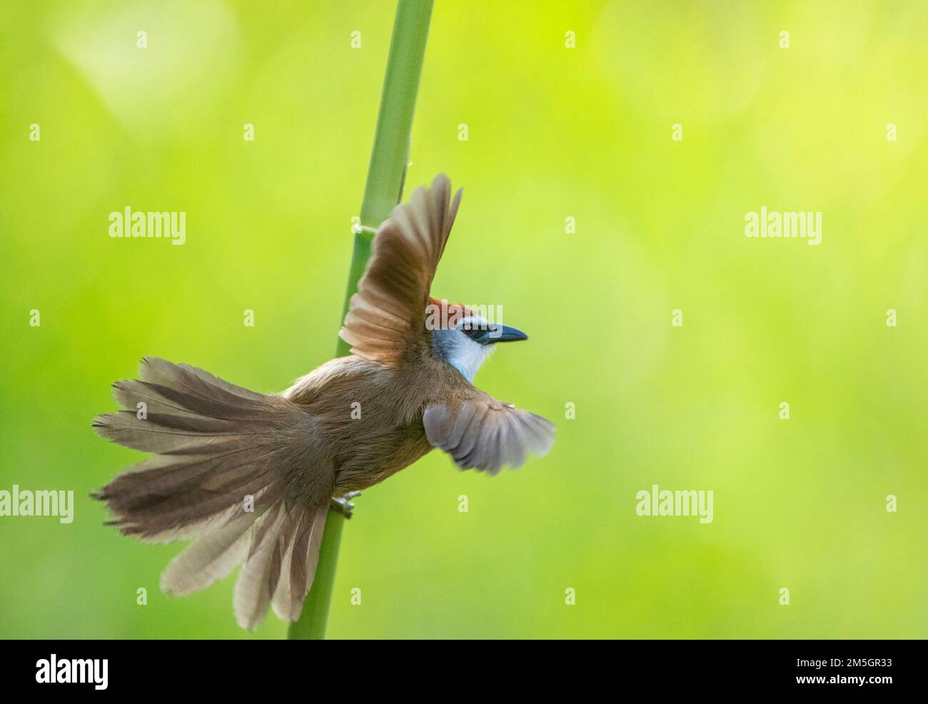 Chestnut-capped Babbler (Timalia pileata) perched in river habitat in ...