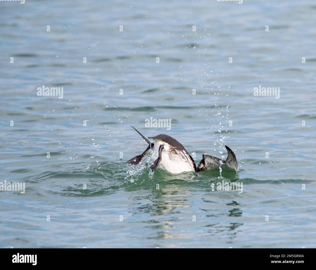 Common guillemot (Uria aalge) in winter plumage at the North sea at Scheveningen, Netherlands. Also known as Common Murre. Stock Photo