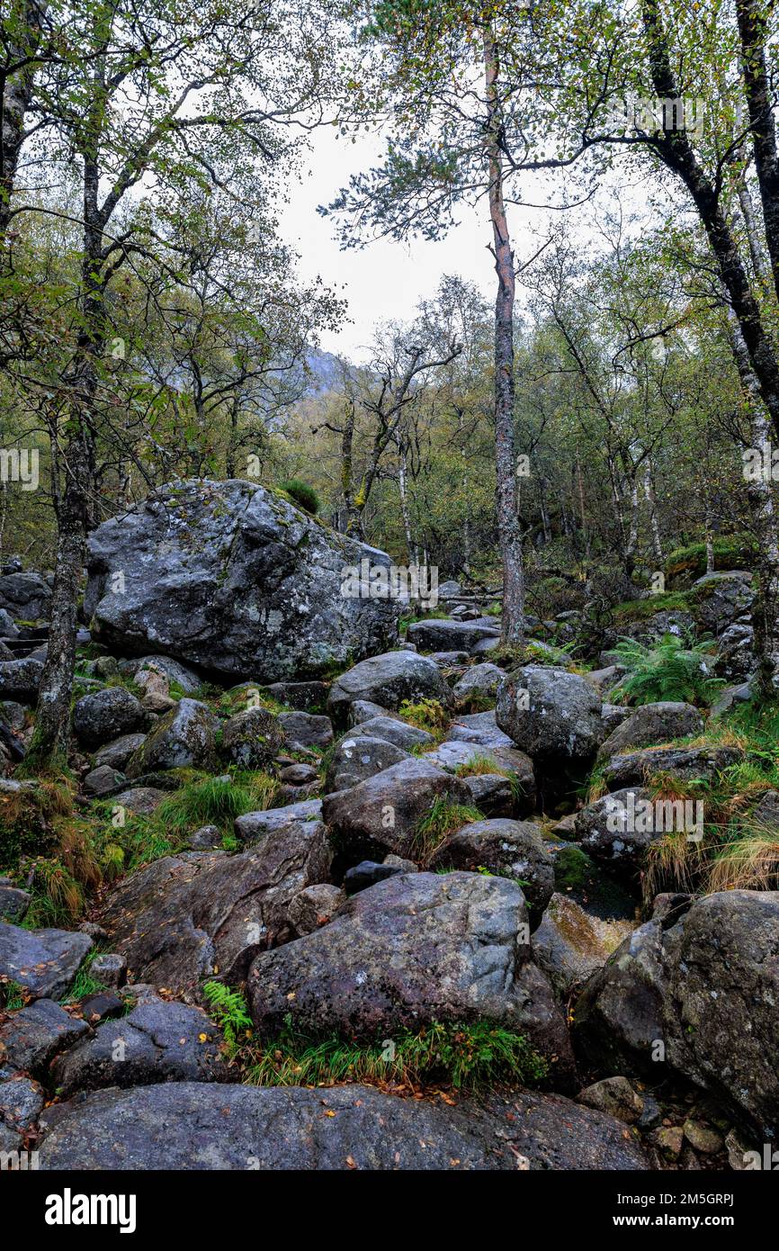 A vertical shot of huge rocks in the woods with plants and wooden trees ...