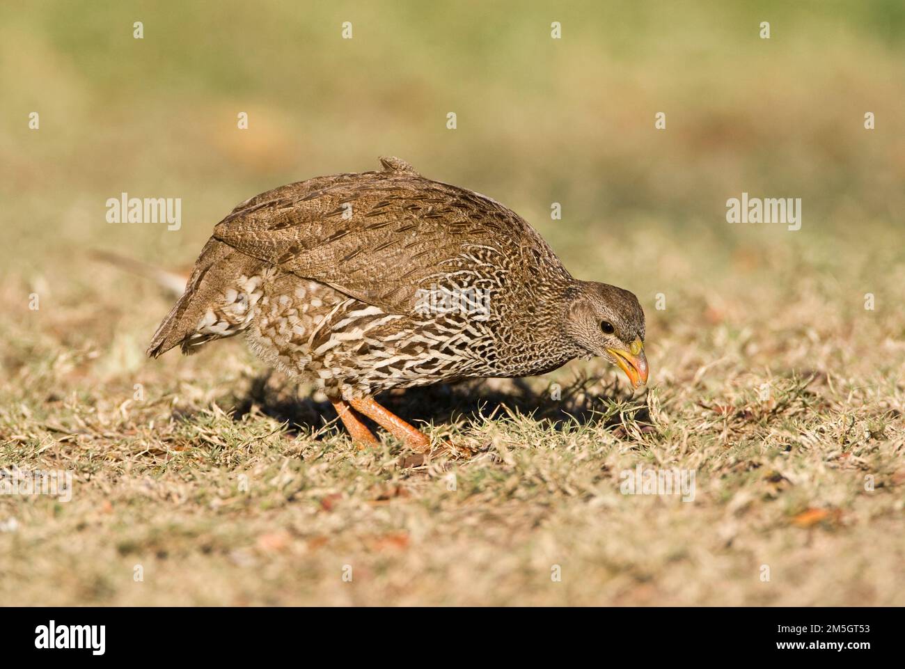 Natal Francolin (Francolinus natalensis) walking on a lwan with dry almost dead grass in Kruger National Park in South Africa. Stock Photo