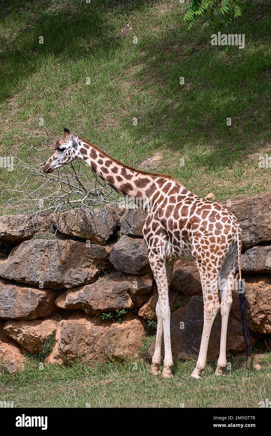 A lone giraffe leaning on large rocks. Vegetal, green, turtleneck, unmanned Stock Photo Alamy
