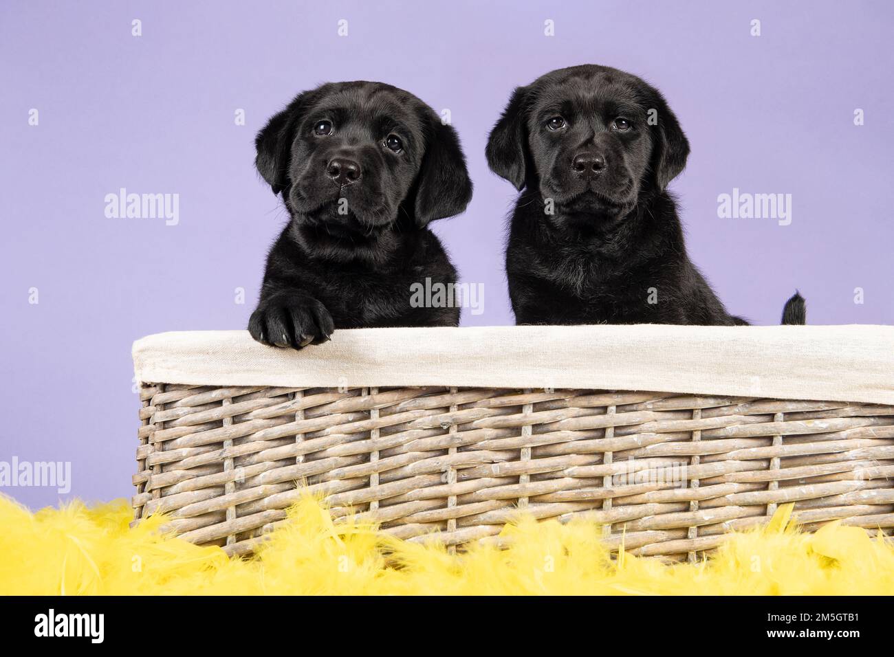 Two adorabel black labrador puppy dogs in a basket on a purple ...