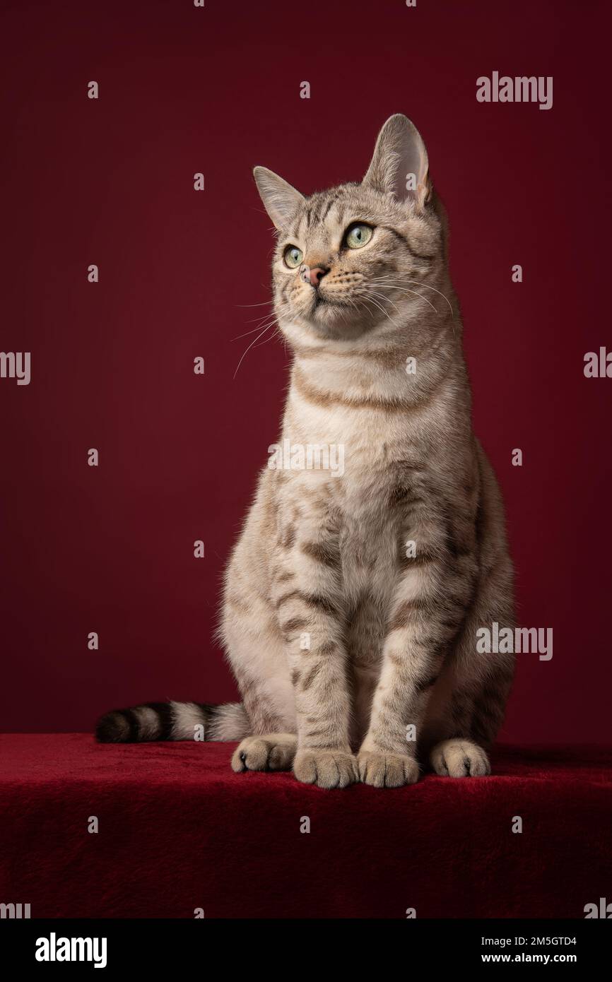 Snow bengal purebred cat sitting on a burgundy red background Stock Photo