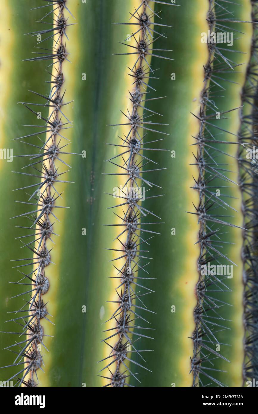 Carnegie Countryside Texture Carnegiea gigantea cactus texture in the garden under the sun Stock ...