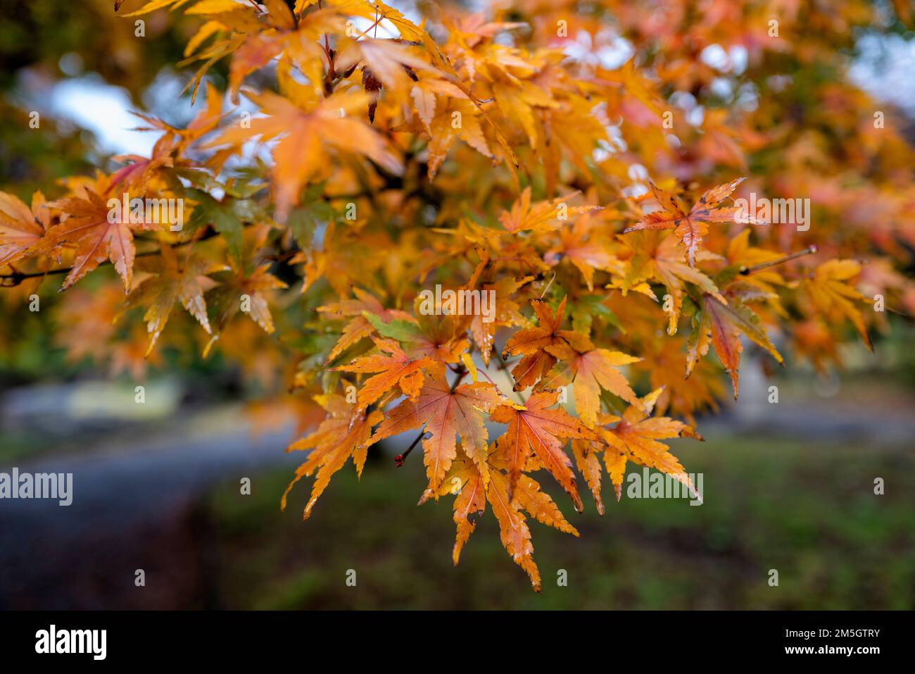 Japanese  golden maple tree leaves in Autumn Stock Photo
