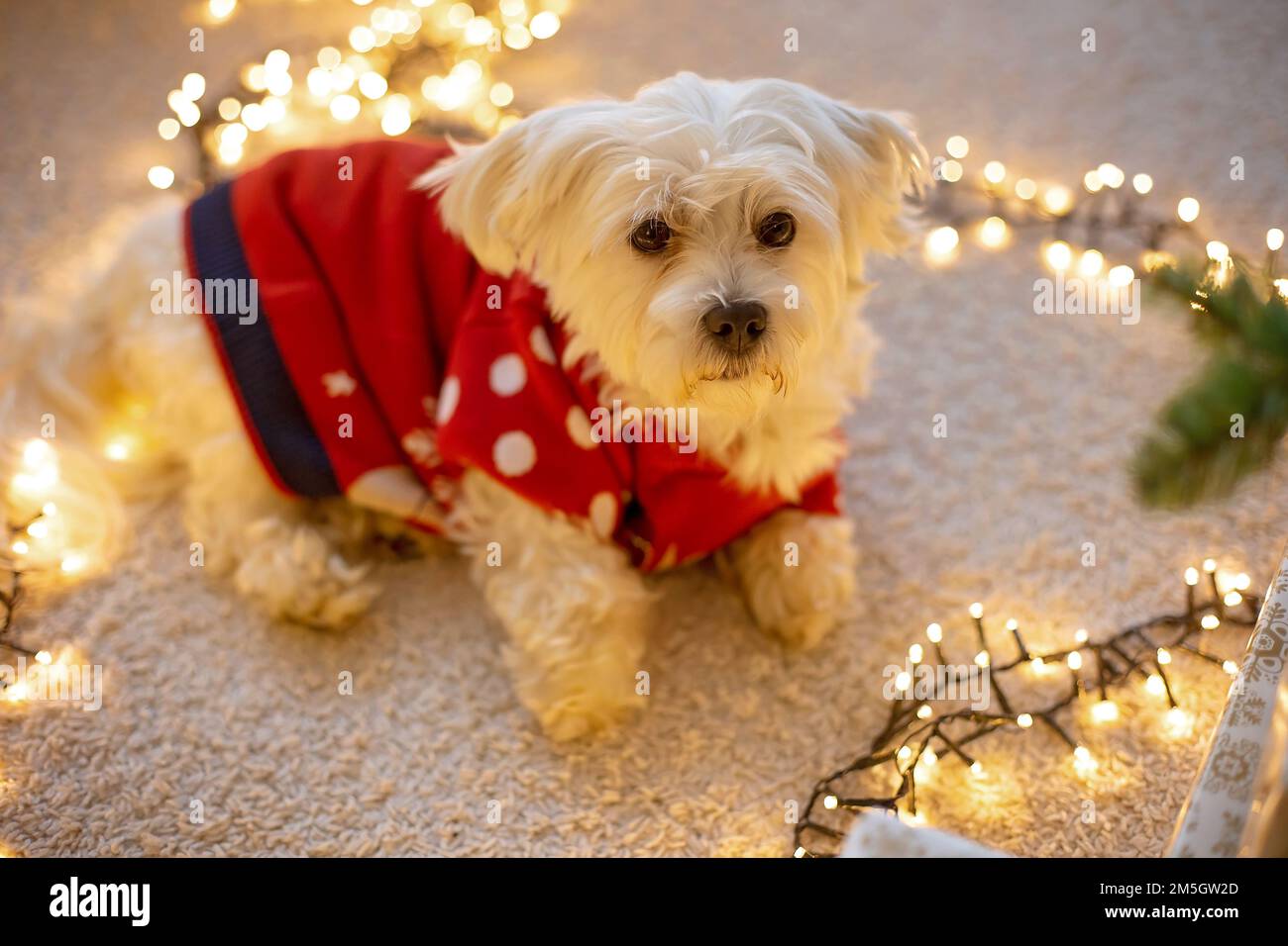 Cute maltese dog in a red sweater, lying on the floor in a heart form
