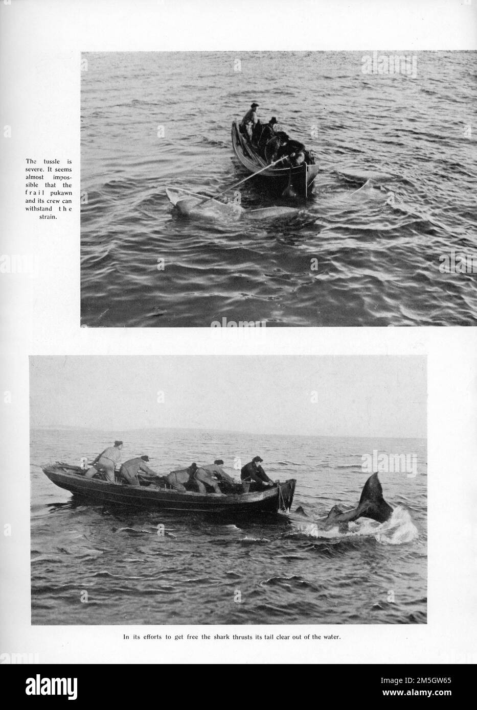 https://c8.alamy.com/comp/2M5GW65/colman-tiger-king-and-boat-crew-during-shark-hunt-in-man-of-aran-1934-director-writer-robert-j-flaherty-gainsborough-pictures-gaumont-british-distributors-2M5GW65.jpg