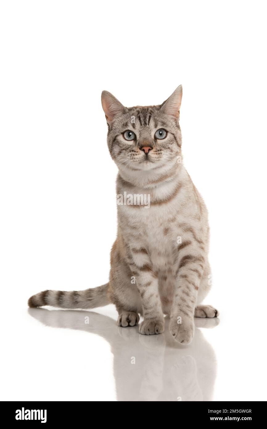 Snow bengal purebred cat looking up sitting on a white background Stock Photo