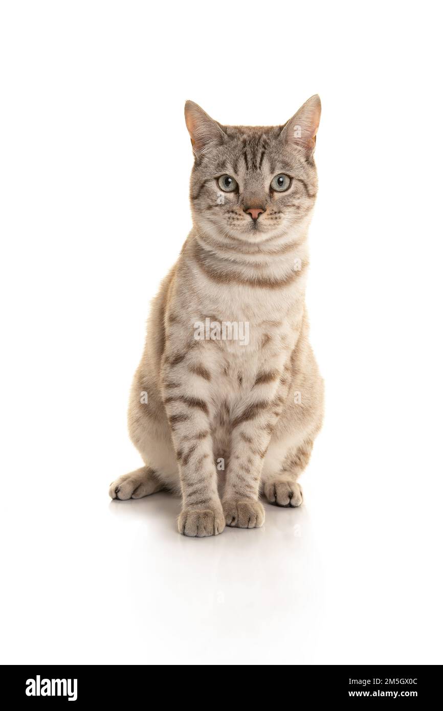 Snow bengal purebred cat looking at the camera sitting on a white background Stock Photo