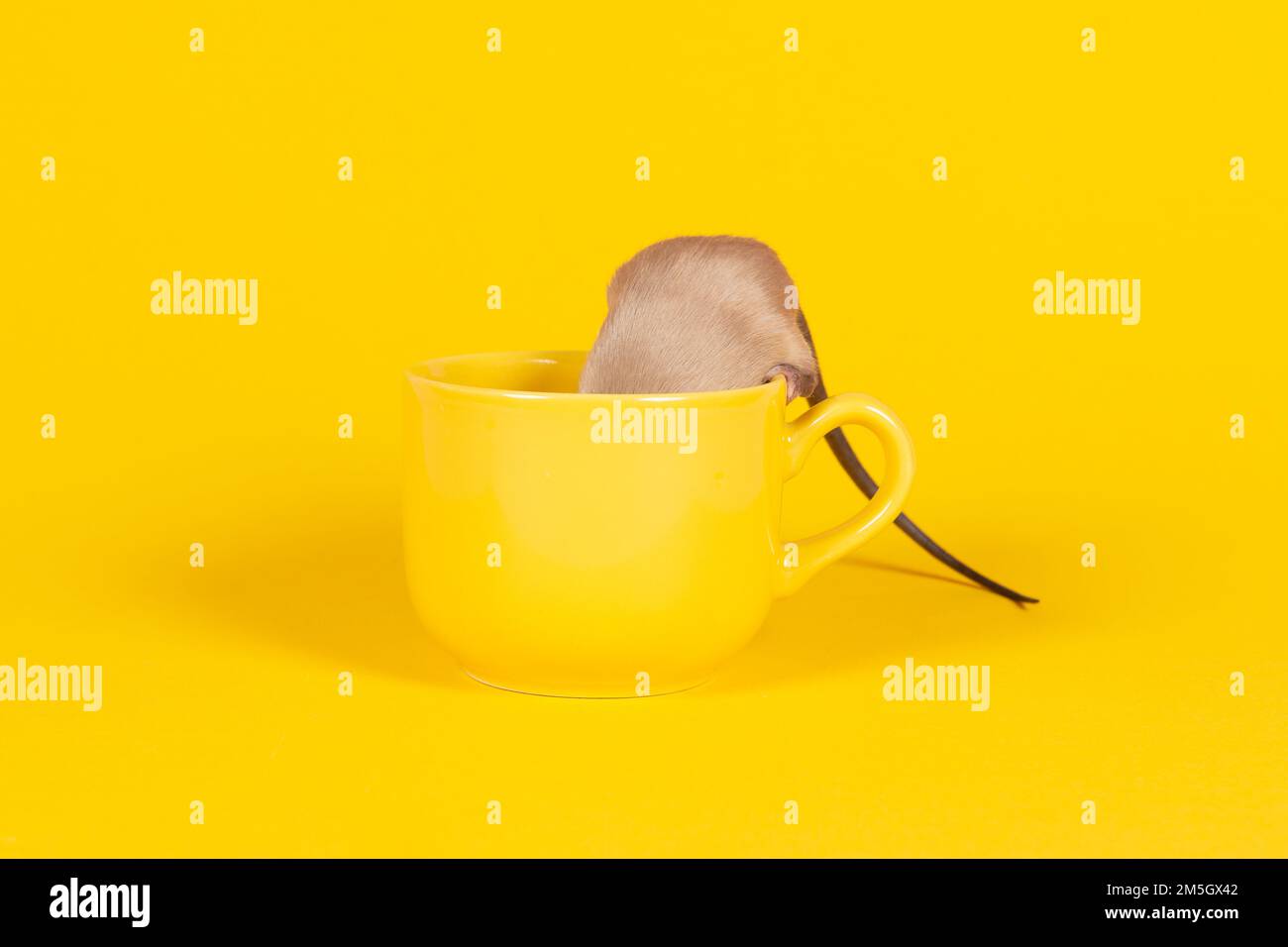 https://c8.alamy.com/comp/2M5GX42/adorable-mouse-climbing-in-a-yellow-cup-on-a-yellow-background-2M5GX42.jpg