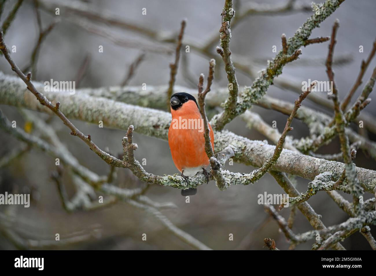 Bullfinch sitting in tree red and bright Stock Photo