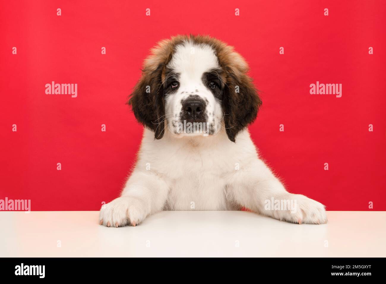 Saint Bernard puppy portrait on a red and white background Stock Photo