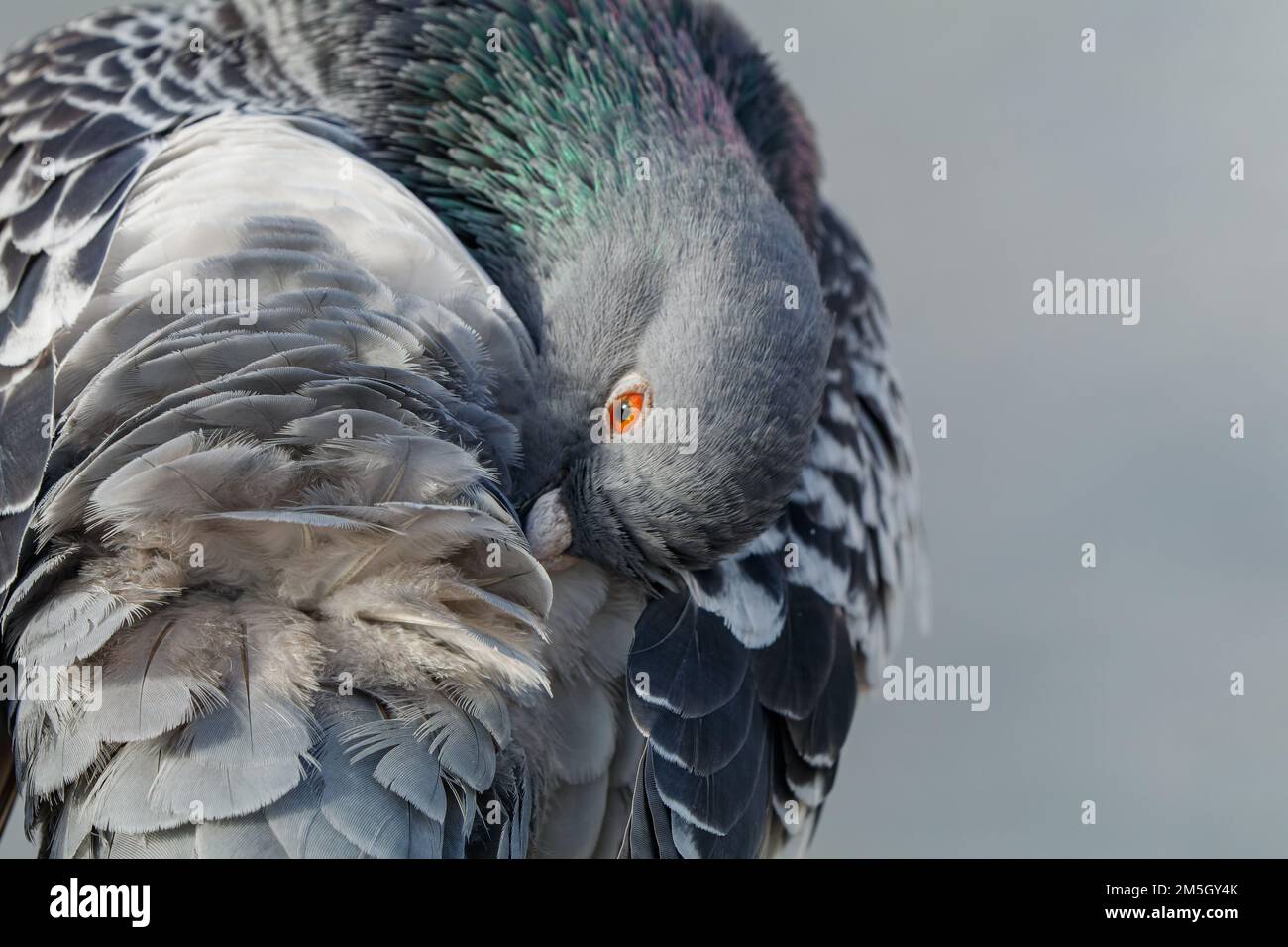 Pigeon giving its feather a Prune Stock Photo